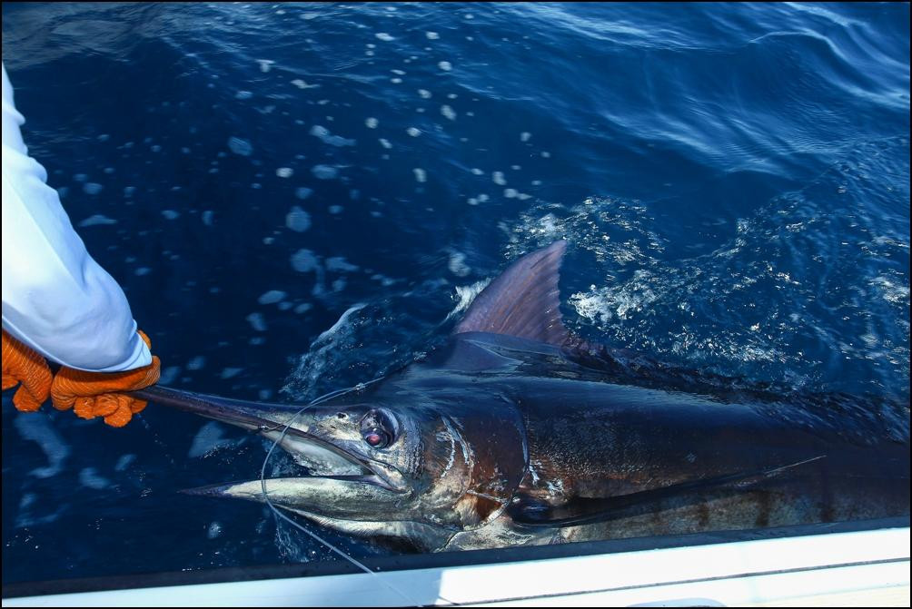 Tropical Sportfishing Panama景点图片