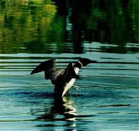 Evergreen Lodge主图