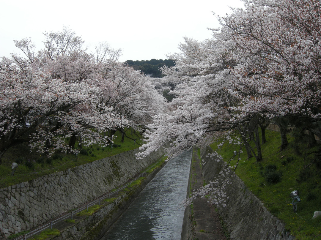 Lake Biwa Sosui-no Sakura