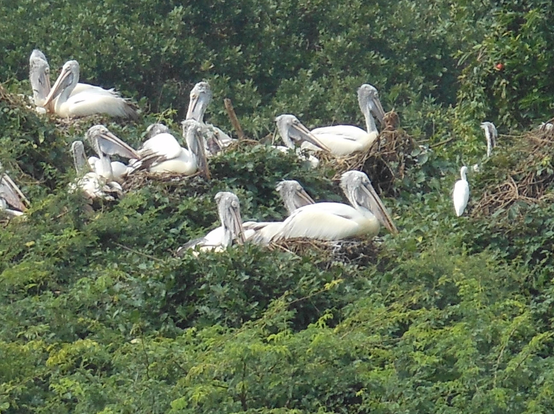 Nellapattu Sanctuary景点图片