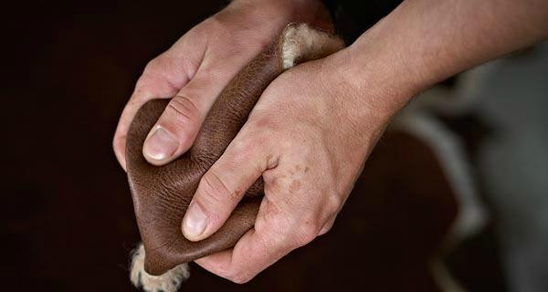 Classic Sheepskin Tannery-纳皮尔必去景点