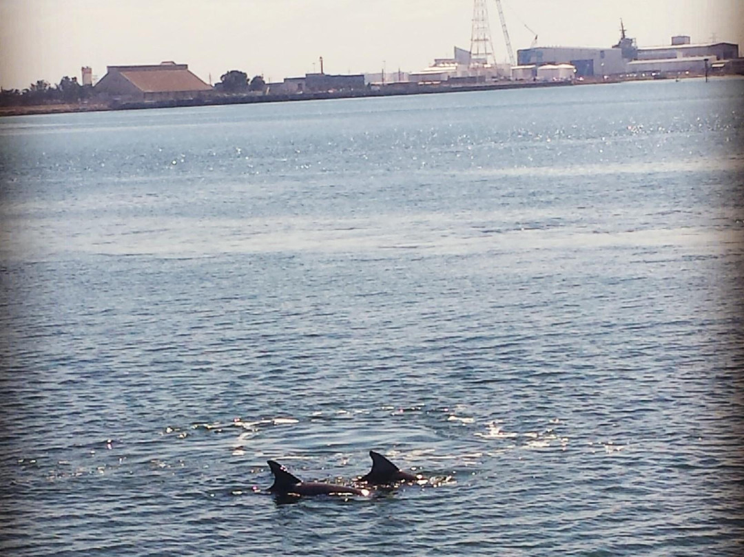 Port Princess Dolphin Cruises景点图片