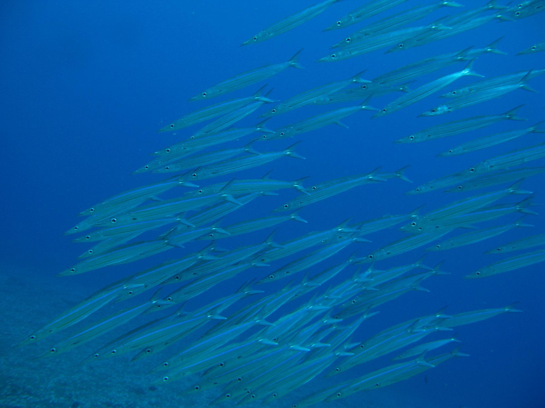 Micronesian Divers Association-Piti必去景点