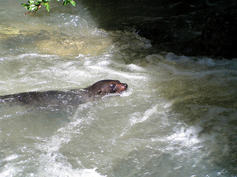 奥豪溪畔漫步之旅-Kaikoura必去景点