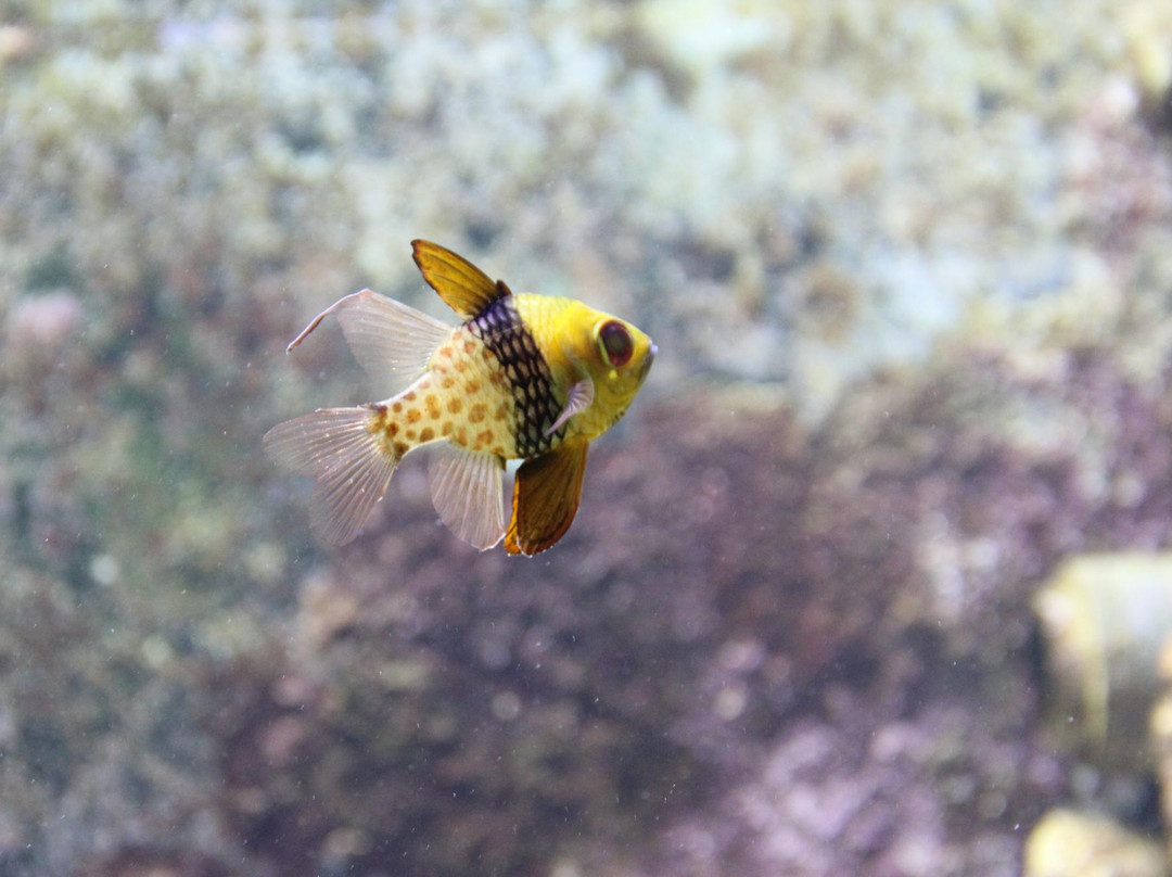 巴塞罗那水族馆-巴塞罗那必去景点