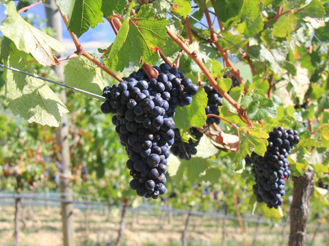 Quartz Reef Wines Cellar Door-克伦威尔镇必去景点