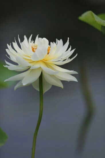 白洋淀之窗-安新县必去景点