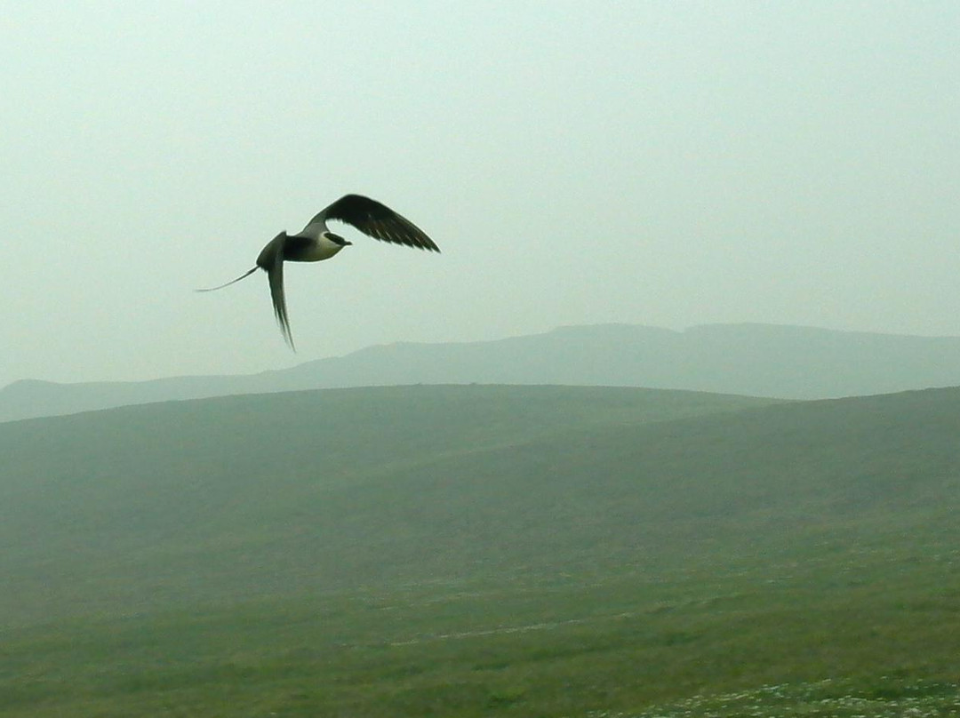 Denali Backcountry Guides-德纳利国家公园和自然保护区必去景点