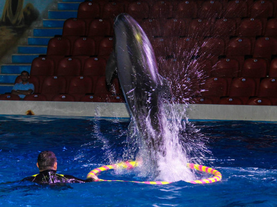 迪拜海豚馆-迪拜必去景点