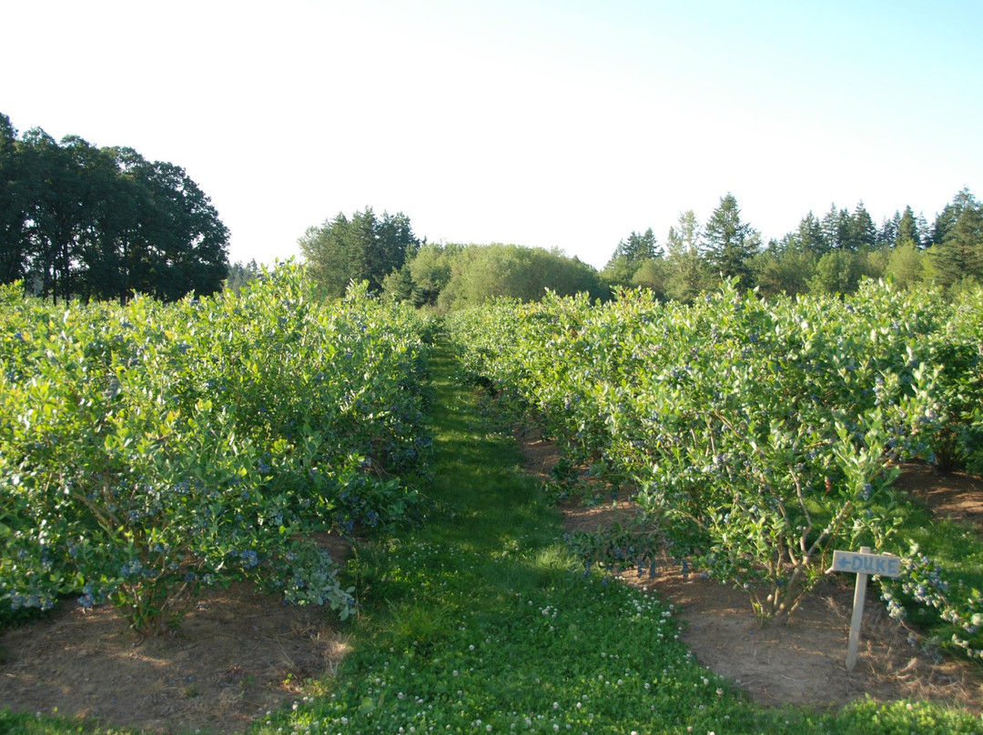 Morning Shade Farm-Canby必去景点