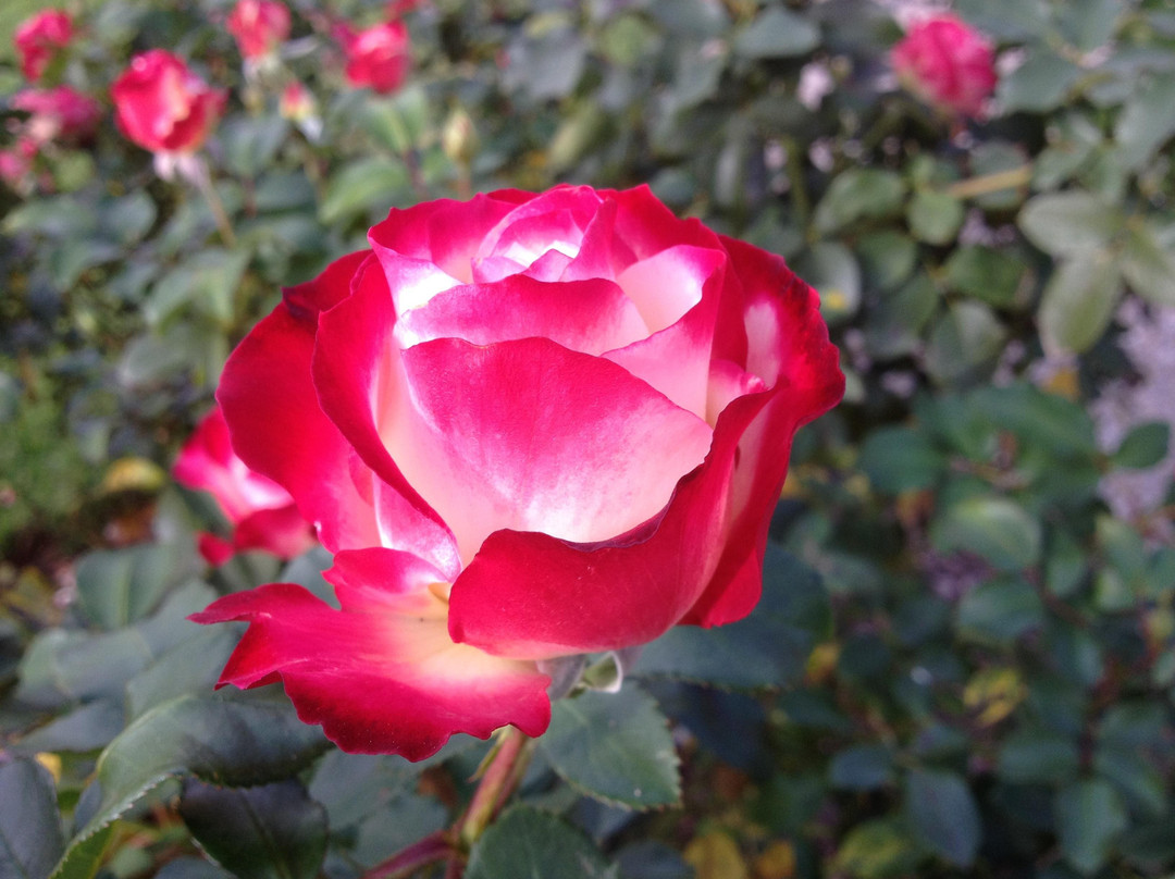 阿德莱德植物园-阿德莱德必去景点