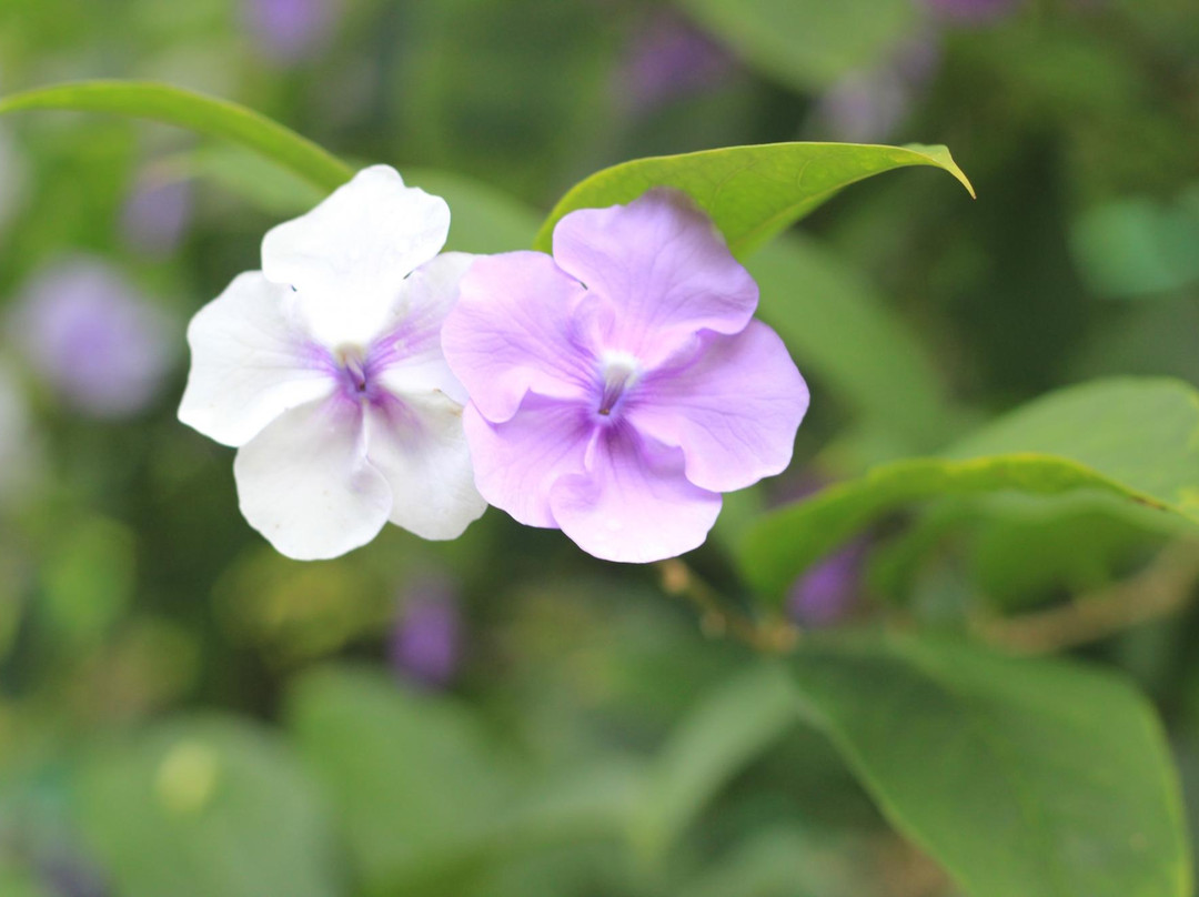 Silver Creek Resort主图