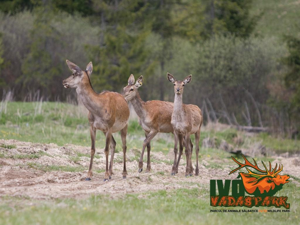 Ivo Wildlife Park景点图片