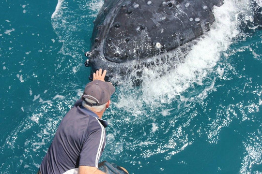 Freedom Whale Watch-赫维湾必去景点