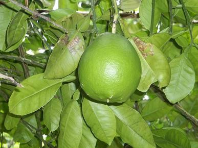 邝友良参议员的种植园和花园-卡内奥赫必去景点