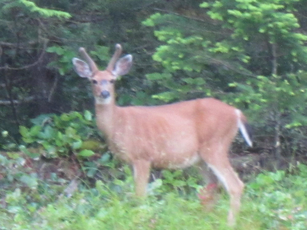 Fernhill Bed and Breakfast主图