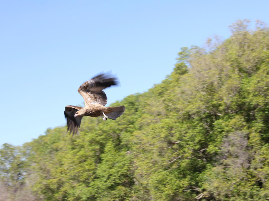 The Original Adelaide River Queen Jumping Crocodile Cruises-达尔文市必去景点