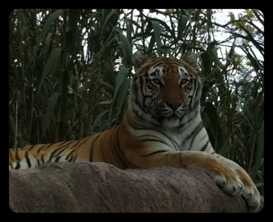 Africam Safari-普埃布拉必去景点