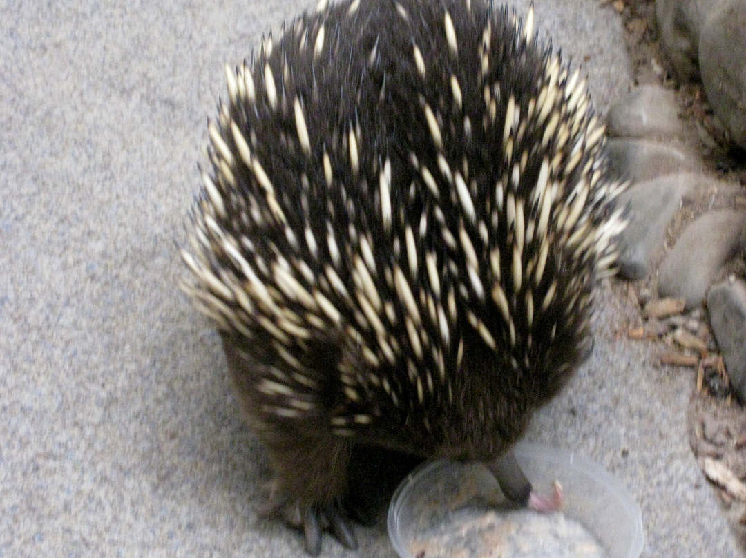 Platypus House-Beauty Point必去景点
