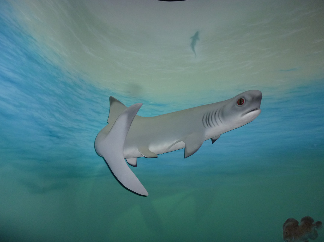 Arizona Museum Of Natural History-梅萨必去景点