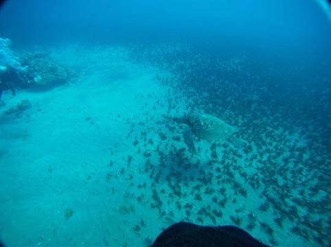 Mike Severns Diving-基黑必去景点