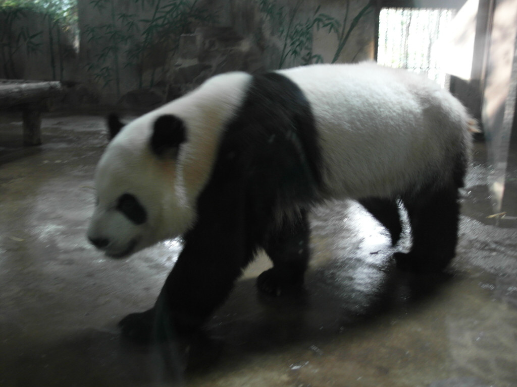 杭州动物园景点图片