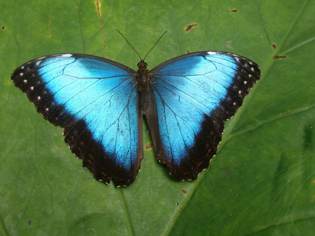 Butterfly Conservatory - Arenal景点图片