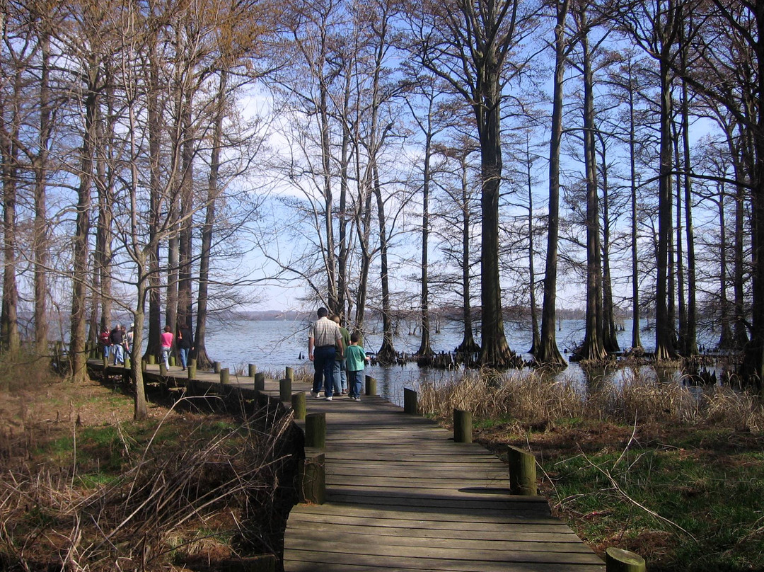Reelfoot Lake State Park景点图片