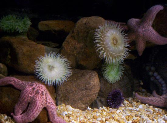 乔治亚水族馆-亚特兰大必去景点