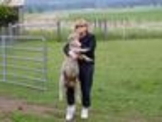 Circle P Ranch Vacation B&B主图