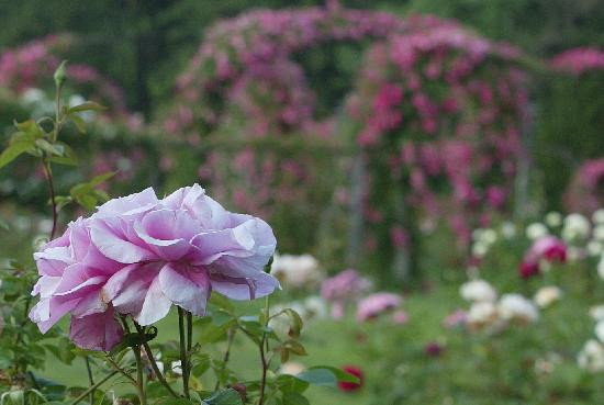 伊丽莎白公园-西哈特福德必去景点