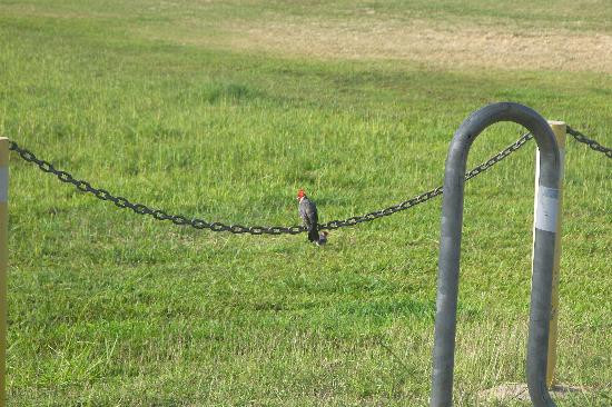 Kawai Nui Marsh自然保护区-科纳必去景点