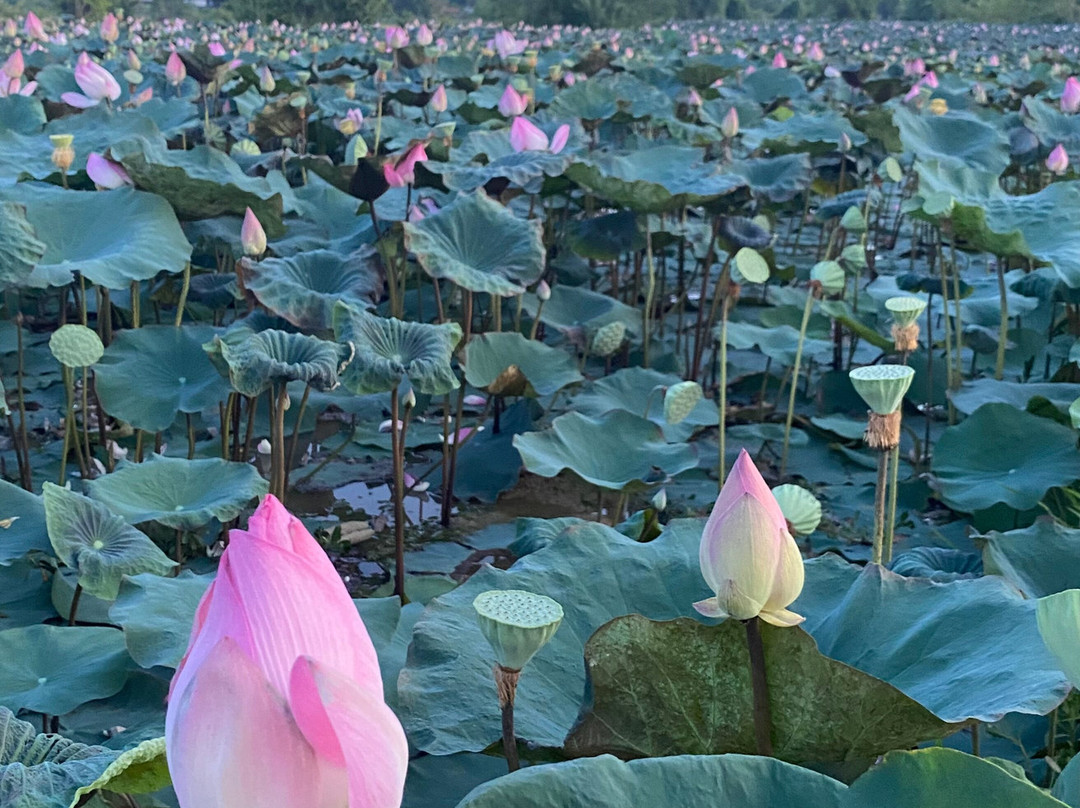 Battambang Tour By Samol-Moung Ruessei必去景点