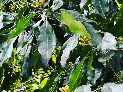 Candikuning Waterfall-Sukasada必去景点