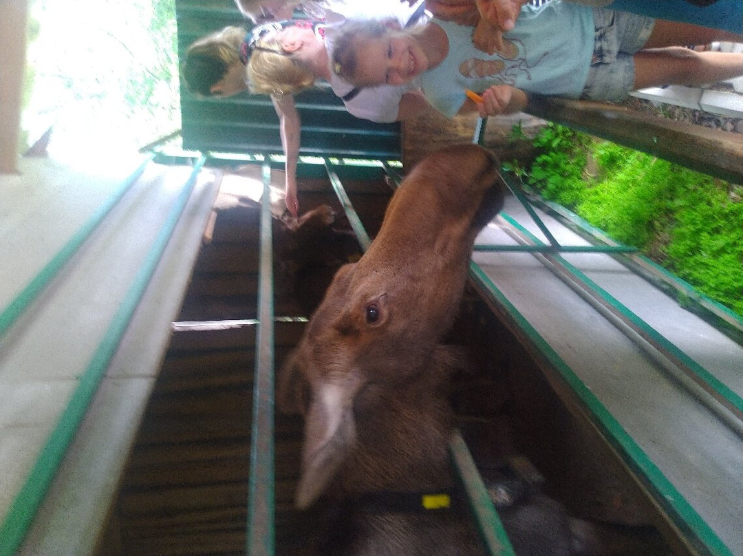Sumarokovskaya Elk Farm景点图片