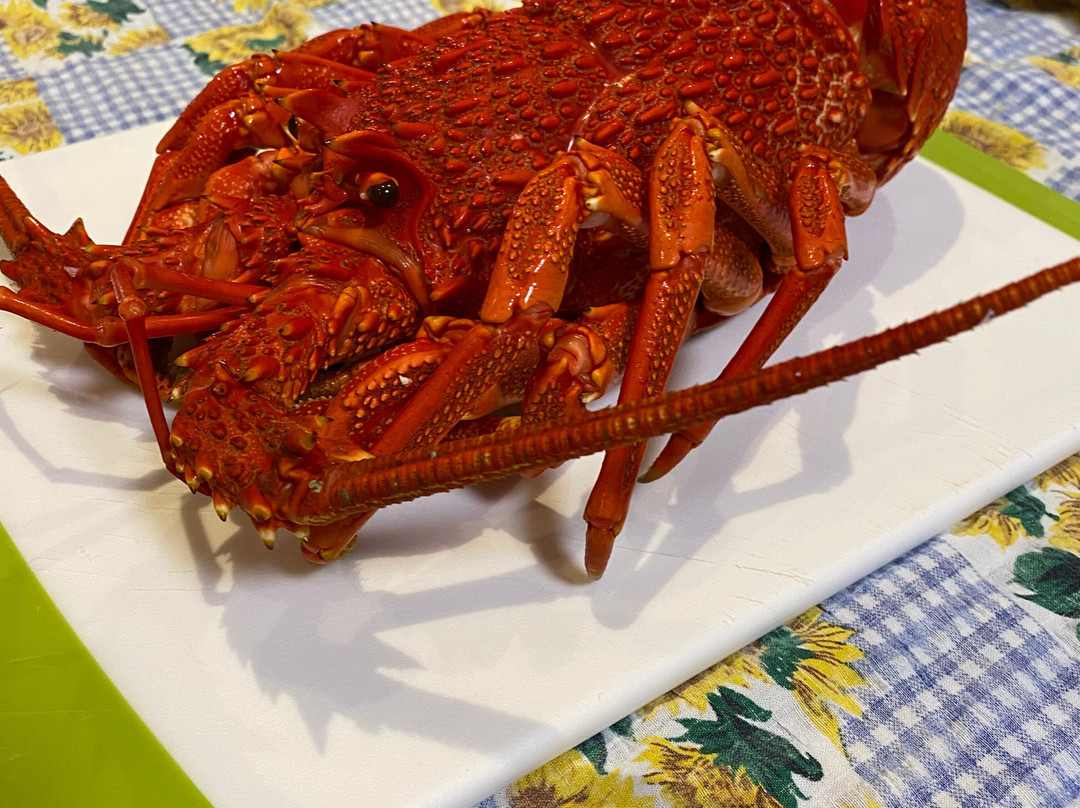 San Remo Fishermans Co-Op Pelican Feeding-圣雷莫必去景点