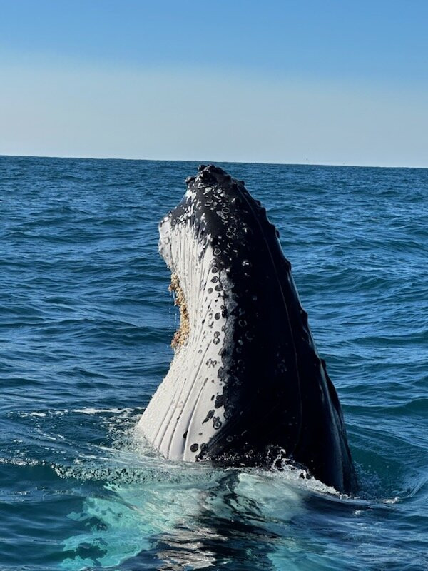 Port Jet Cruise Adventures-麦克夸利港必去景点