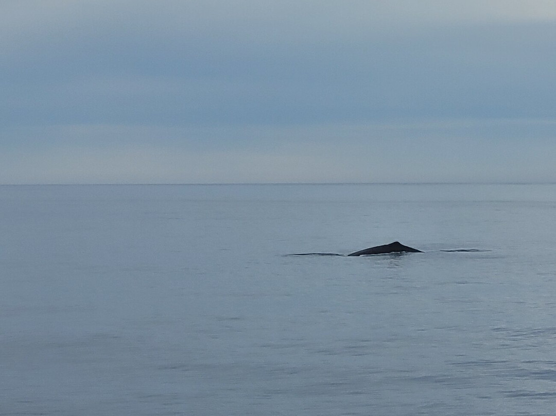 Arctic Whale Tours景点图片