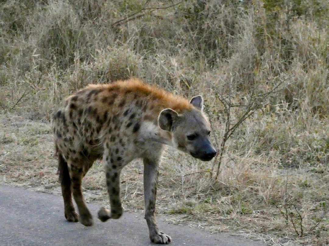 Discover Kruger Safaris-库马堤港必去景点