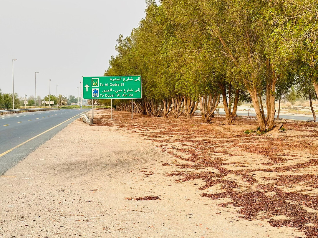 Al Qudra Cycle Path-迪拜必去景点