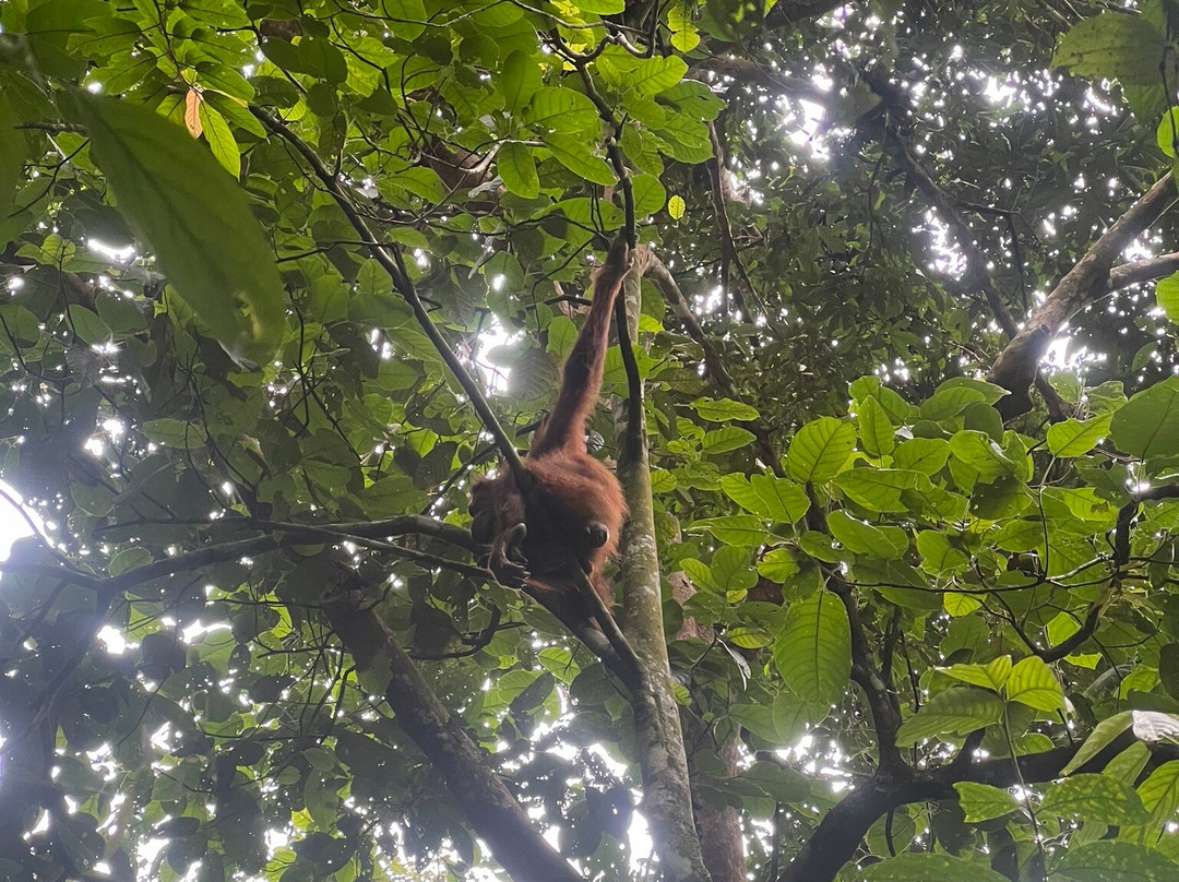 Ketambe Jungle Tour with Putra景点图片