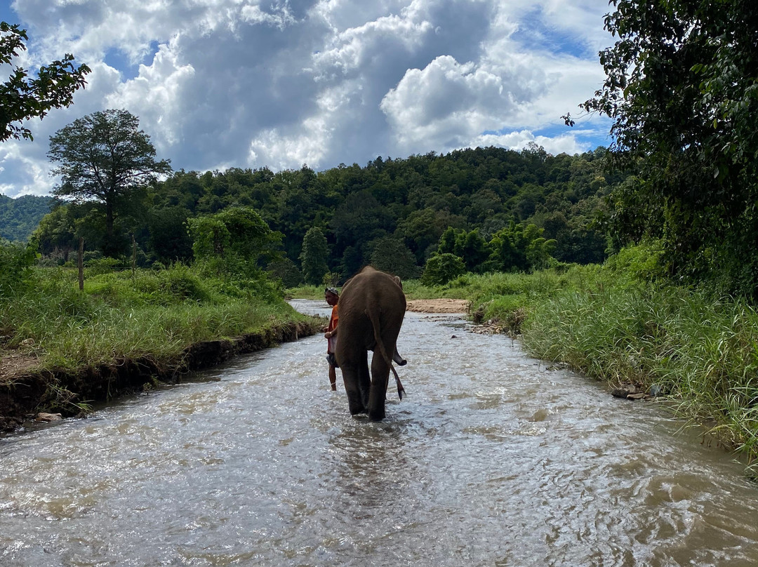 Mae Wang Elephant Camp-夜旺必去景点