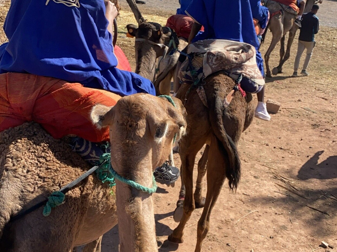 Excursion Quad Marrakech景点图片