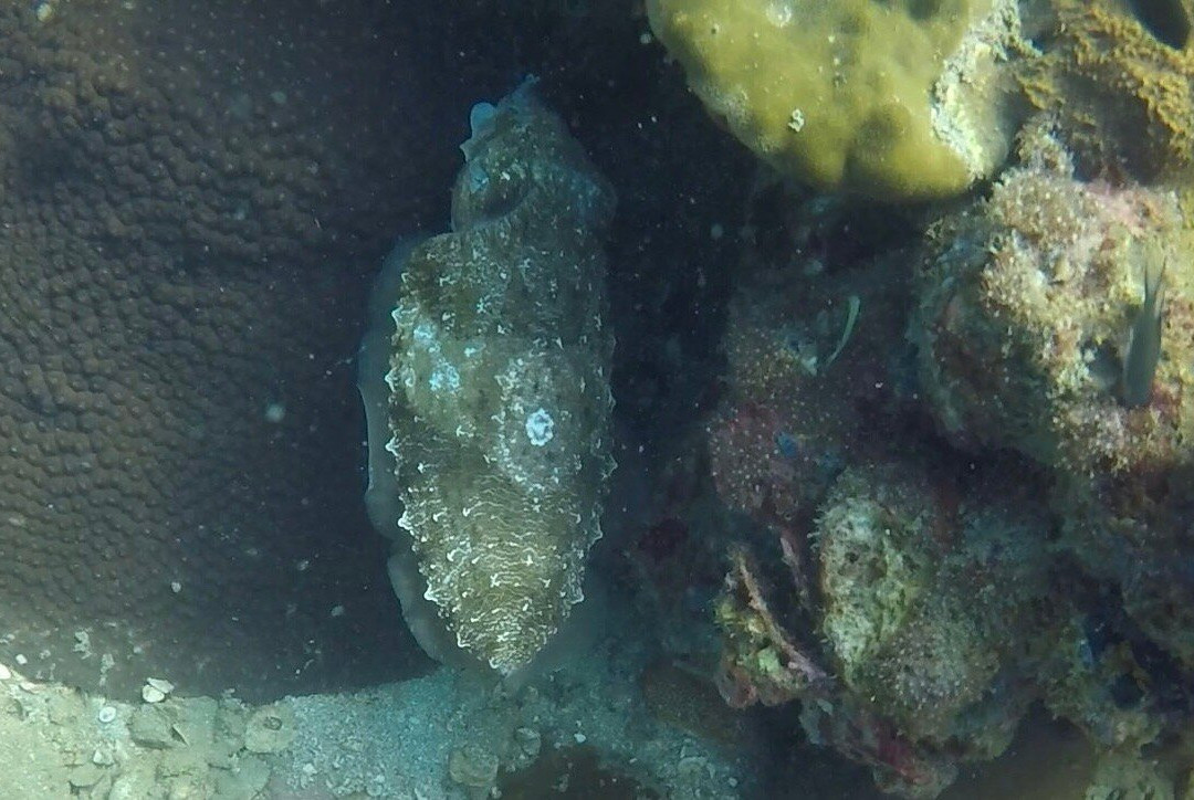 Paradise Divers Koh Kood景点图片