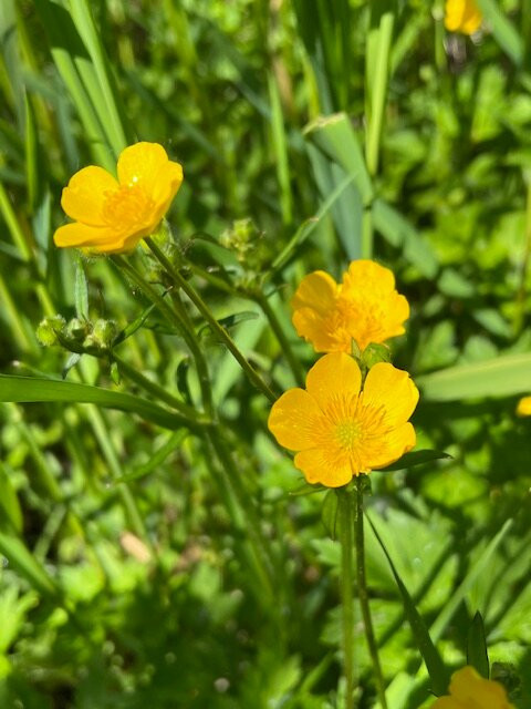 Scriber Lake Park-林伍德必去景点