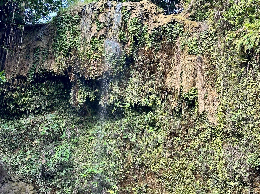 Kawasan Falls Bohol景点图片
