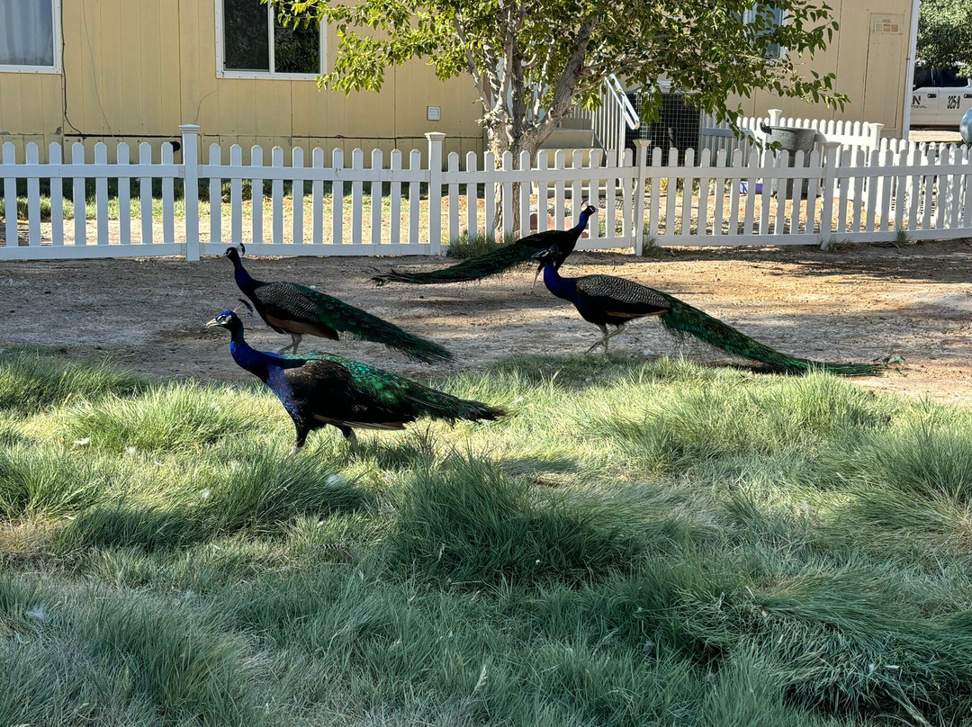 Shady Lady Bed and Breakfast主图