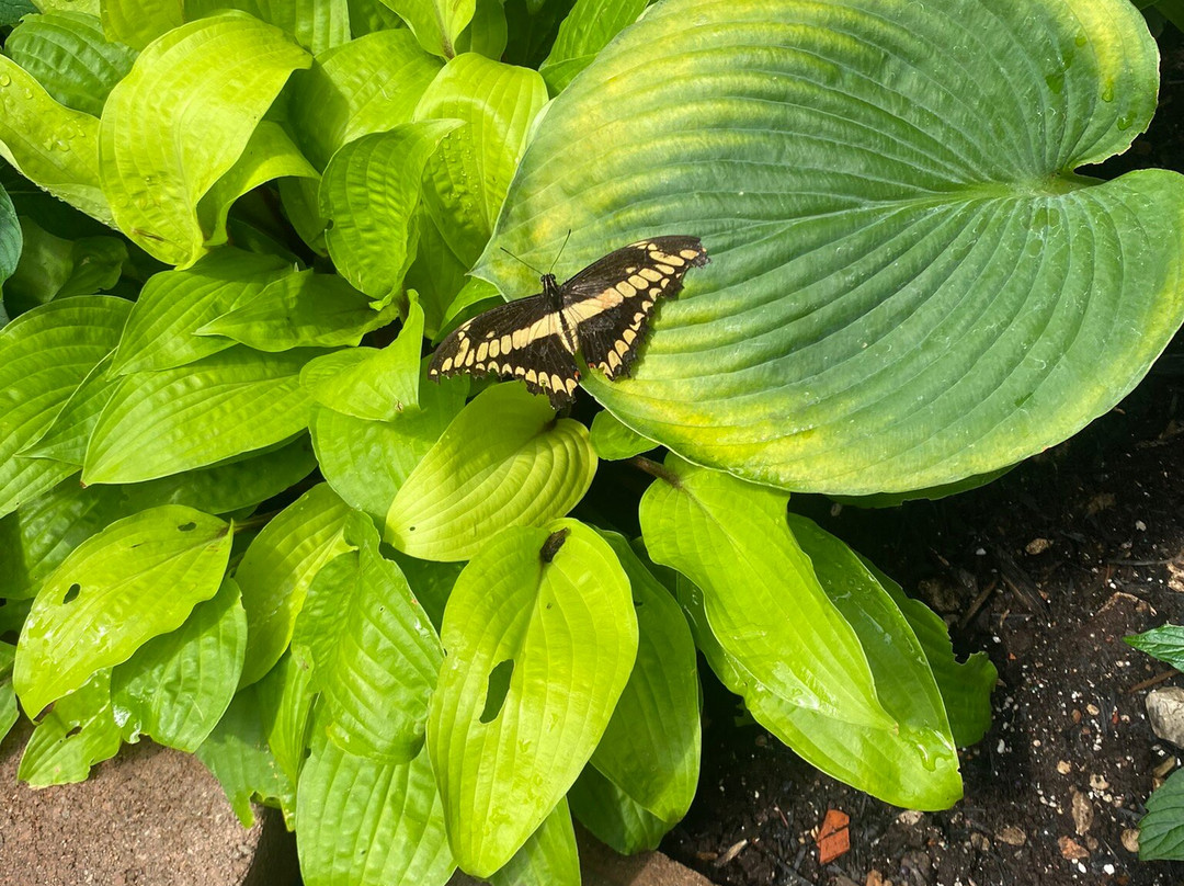 The Original Mackinac Island Butterfly House & Insect World景点图片