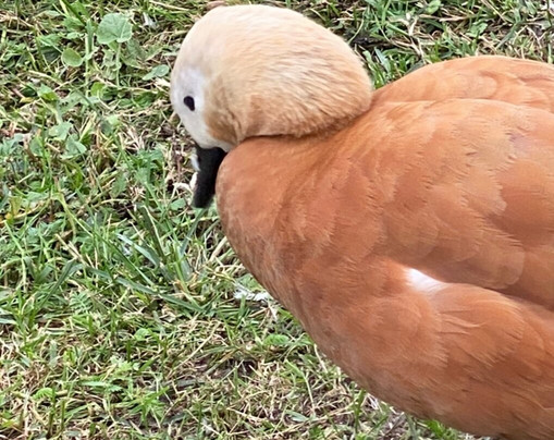 Zverinets-Lomonosov必去景点