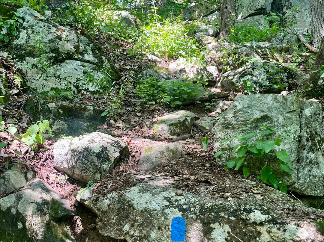 Jenny Jump State Forest景点图片